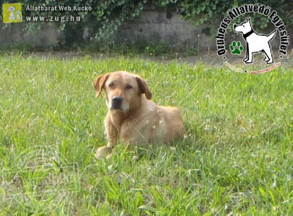 Száz kilométerre elkóborolt kutyust juttatott haza az Orpheus Állatvédő Egyesület