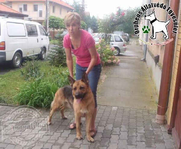 Állatvédelem: Sára az Orpheus Állatvédő Egyesületnek köszönhetően került biztonságba és jutott haza