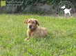 100 kilométert kóborolt az Orpheus Állatvédő Egyesület által megmentett kutyus