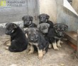 Hat németjuhász kutyust mentett meg az Orpheus Állatvédő Egyesület