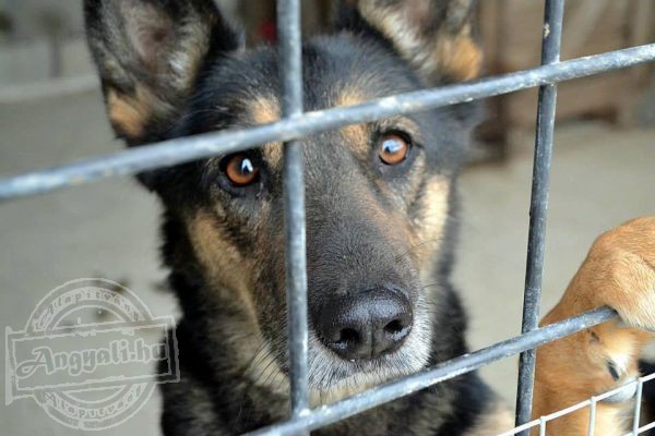 Rex Komáromi Állatvédő Egyesület - Állatvédelem, állatmentés