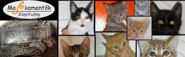 Macskamentők Alapítvány - Állatvédelem, macskamentés