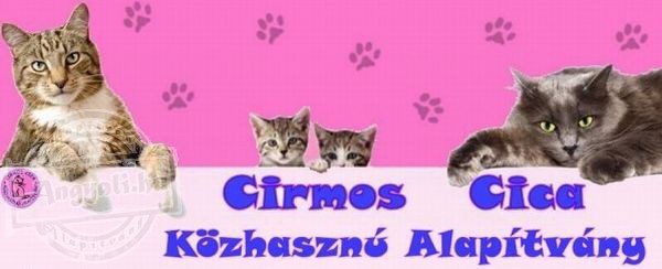 Cirmos Cica Közhasznú Alapítvány - Kóbor vagy gazdátlan cicák mentése