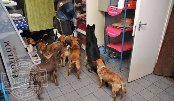 Orosházi Állatmentő Közhasznú Alapítvány - Állatvédelem, állatmentés