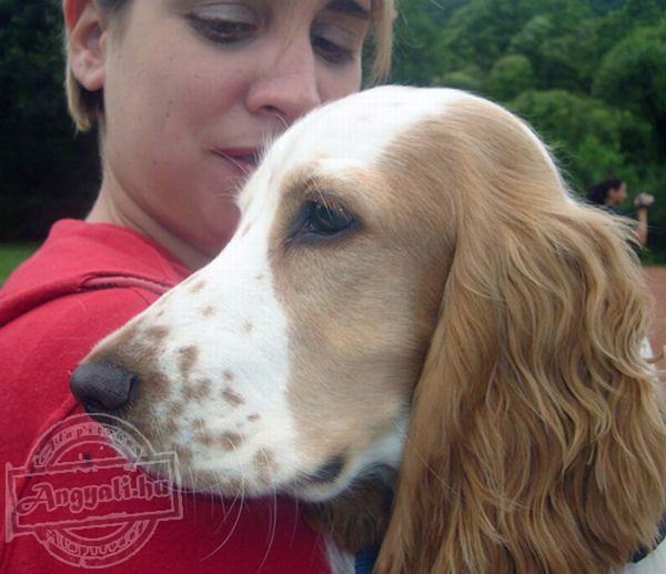 Kutyával az Emberért Alapítvány - Rehabilitáció, állatterápia